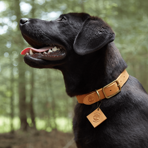 Timberland Men Accessories-Small Leather Dog Collar- TB0A2MRY231-timberland outlet - Image 2